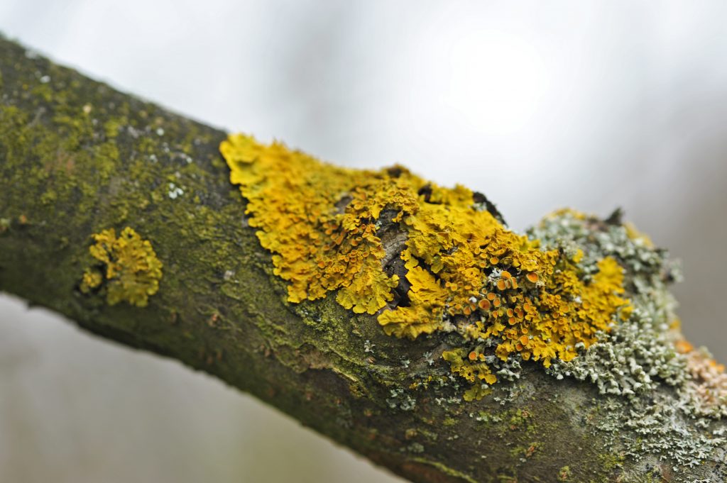 Common Tree Diseases You Should Always Be Aware Of Proper Arborist